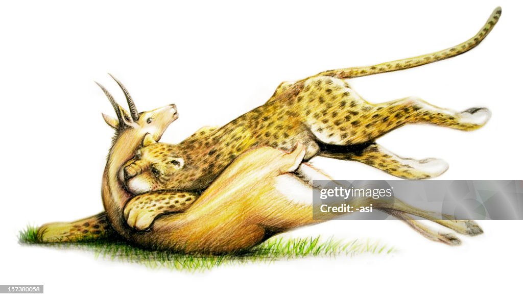 Leopardo-da-mata um springbok