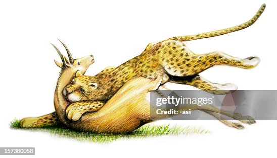 Leopard kills a springbok Leopard kills a springbok