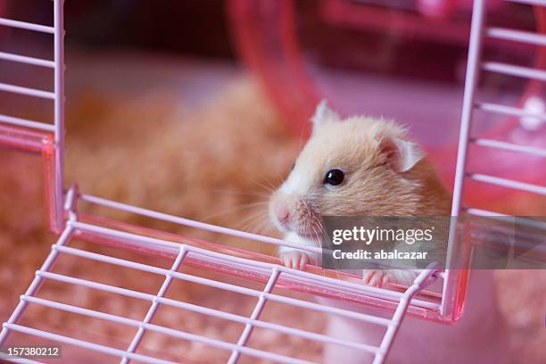 going out - hamster stock-fotos und bilder