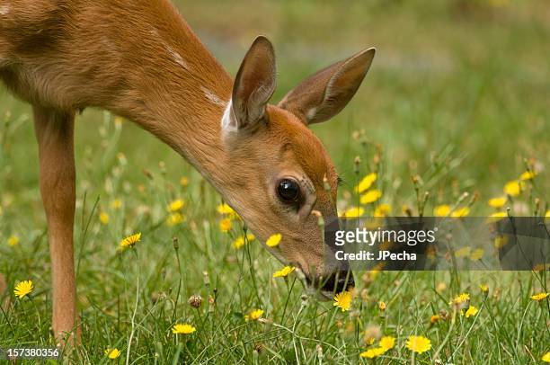 fawn smelling the flowers - shenandoah national park stock pictures, royalty-free photos & images