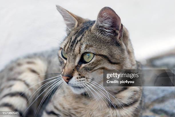 cat - mongrel cat stock pictures, royalty-free photos & images