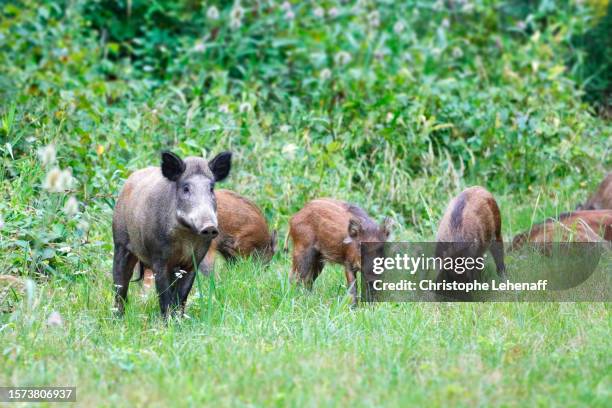 wild boars in seine et marne, france - wildschwein stock-fotos und bilder
