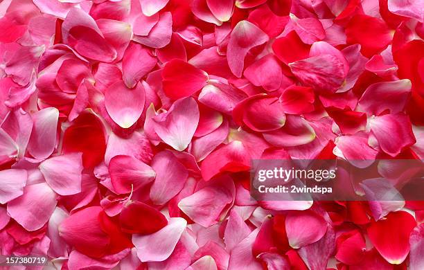 rosenblüten-hintergrund - blütenblatt stock-fotos und bilder