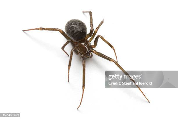 macro tiro di una vedova nera, isolato su sfondo bianco - vedova nera foto e immagini stock