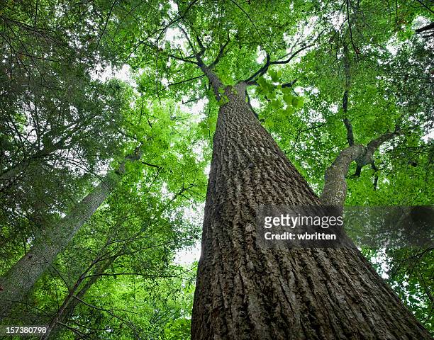 tall tree in the forest primeval - roaring fork motor nature trail bildbanksfoton och bilder