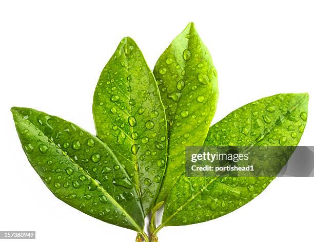 green leaves - lemon-leaf stock pictures, royalty-free photos & images