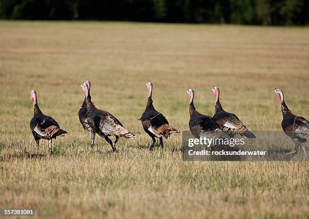 flock of wild turkey - wild turkey stock pictures, royalty-free photos & images