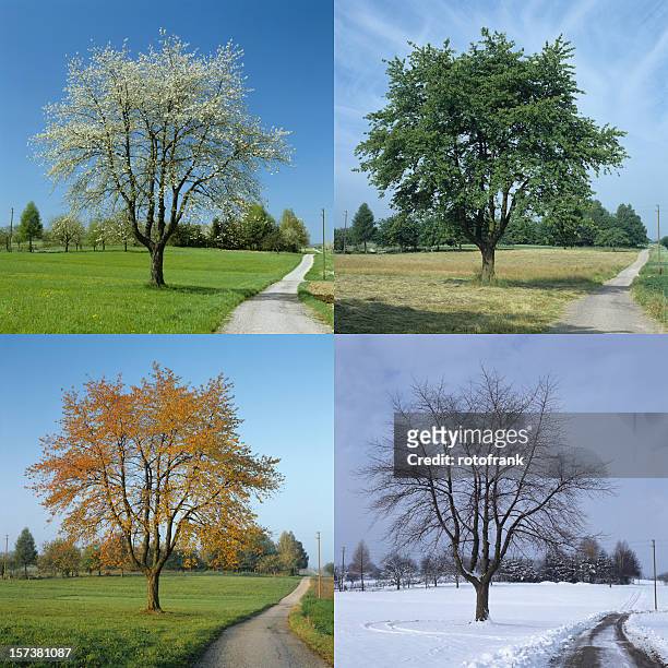 cuatro temporada (tamaño de imagen xxl - las cuatro estaciones fotografías e imágenes de stock