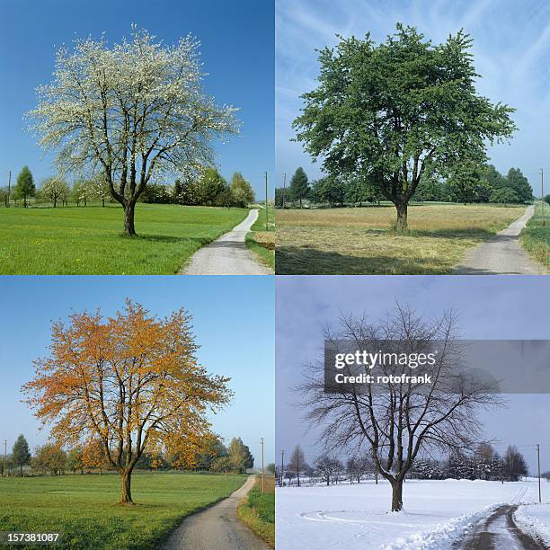 four season (image size xxl) - four seasons stock pictures, royalty-free photos & images