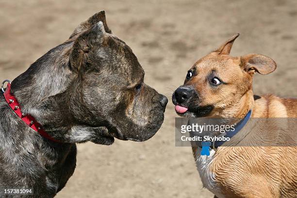 back off! - scared dog stock pictures, royalty-free photos & images