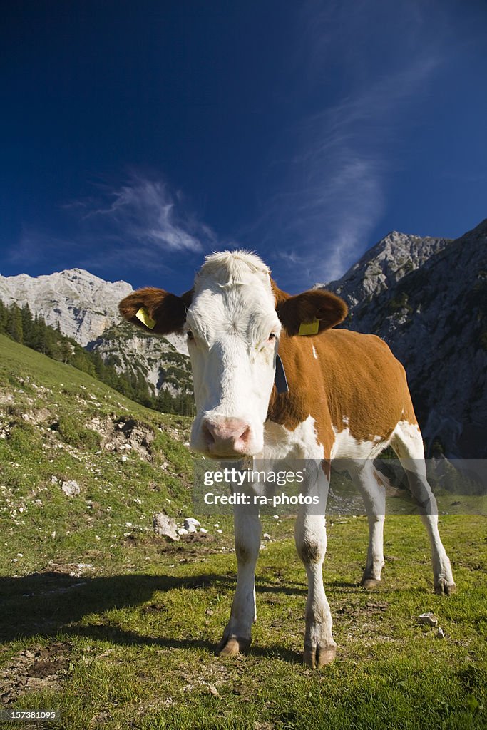 Kuh in die Berge