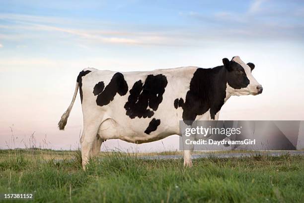 holstein dairy cow - pasture cows stock pictures, royalty-free photos & images