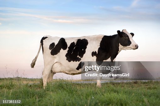 Vacas leiteiras Holstein-Friesian Vacas leiteiras Holstein-Friesian