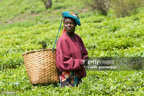 joven teapicker en ruanda - cultura de ruanda fotografías e imágenes de stock