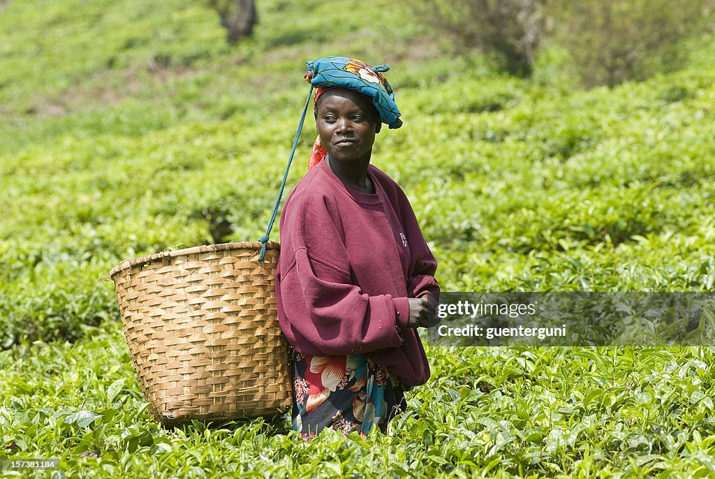 Young female teapicker in Rwanda