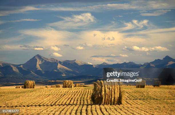 alberta scenic with agriculture and harvest theme - alberta farm scene stockfoto's en -beelden