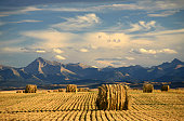 Alberta Scenic With Agriculture and Harvest Theme