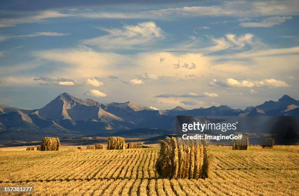 alberta panorâmico com a agricultura e harvest temático - foothills - fotografias e filmes do acervo