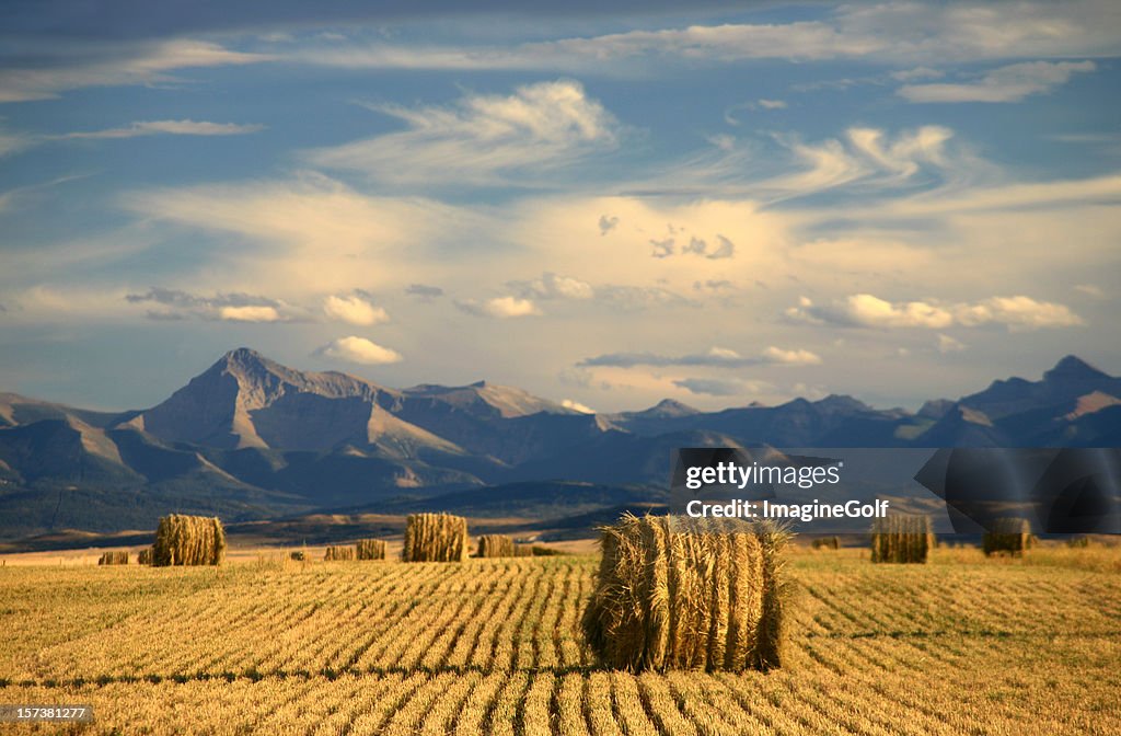 Alberta Scenic With Agriculture and Harvest Theme