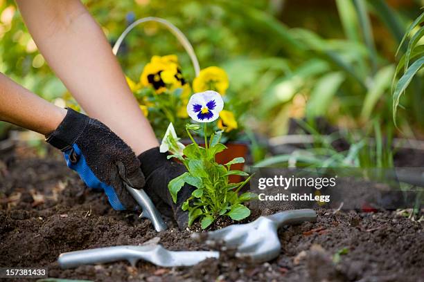 jardinería las manos - pansy fotografías e imágenes de stock