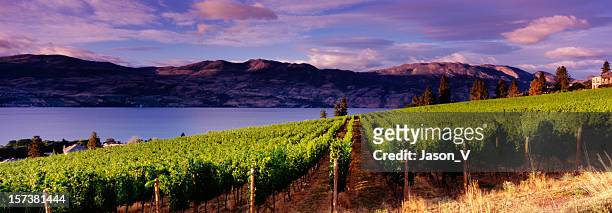 panoramic vineyards kelowna - kelowna stock pictures, royalty-free photos & images