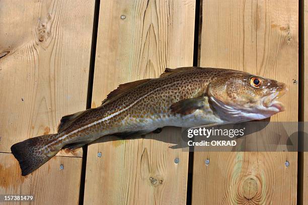 cod on wooden dock - cod stock pictures, royalty-free photos & images