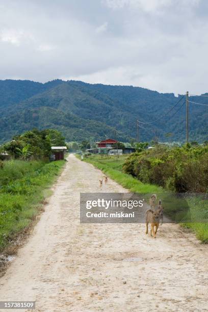 dogs on the run - sarawak borneo stock pictures, royalty-free photos & images