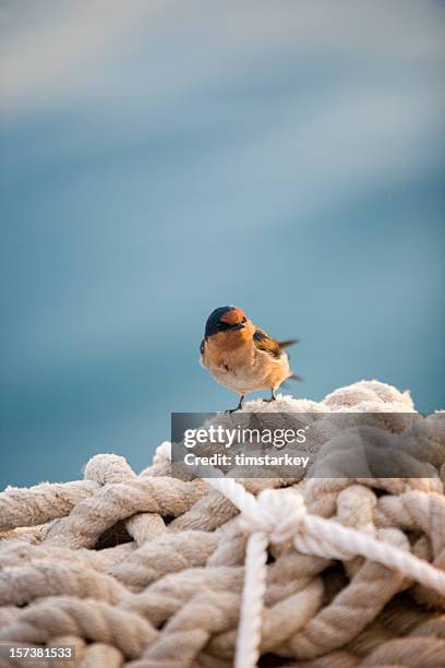 western australia, small bird on rope pile - monkey mia stock pictures, royalty-free photos & images