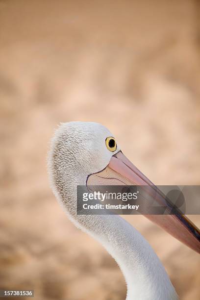 western australia, pelican - monkey mia stock pictures, royalty-free photos & images