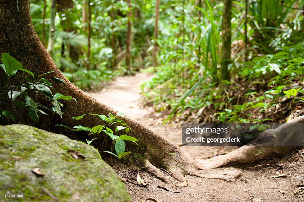 Examples Of Path Forest Nature Path High-Res Stock Photo - Getty Images