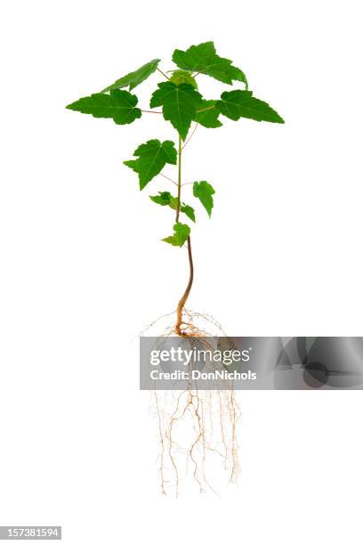 maple tree and roots - maple seedling stock pictures, royalty-free photos & images