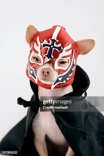 lucha libre - chihuahua - dog imagens e fotografias de stock