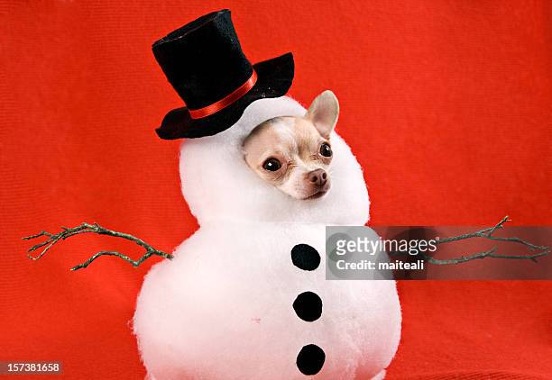 snow man - funny christmas dog stock pictures, royalty-free photos & images