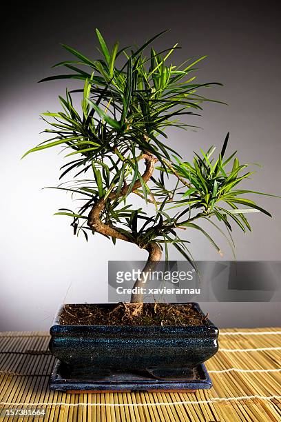 bonsai - small juniper stock pictures, royalty-free photos & images