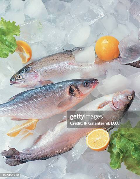 fresh fish on ice decorated with greens - viswinkel stockfoto's en -beelden