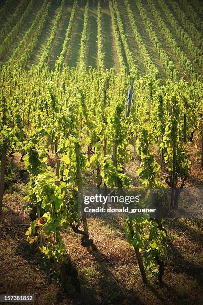 rolling vineyard - rhone stock pictures, royalty-free photos & images