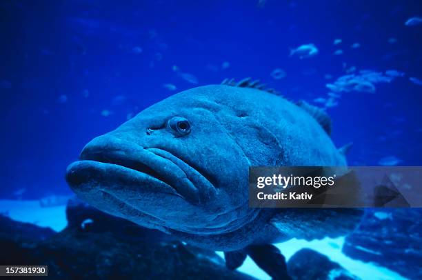 giant grouper - grouper stock pictures, royalty-free photos & images