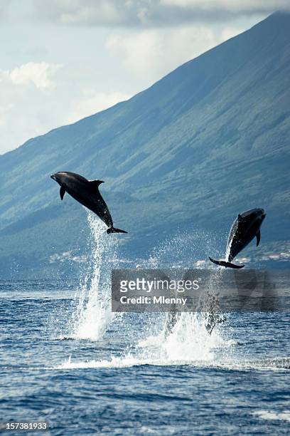 dolphins jumping in the wilderness - azores stock pictures, royalty-free photos & images