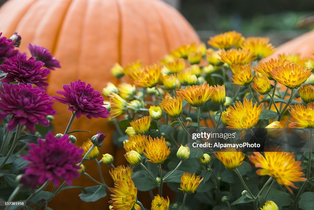 Mums y pumpkins-II