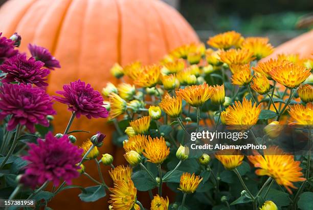 mums y pumpkins-ii - fall harvest fotografías e imágenes de stock