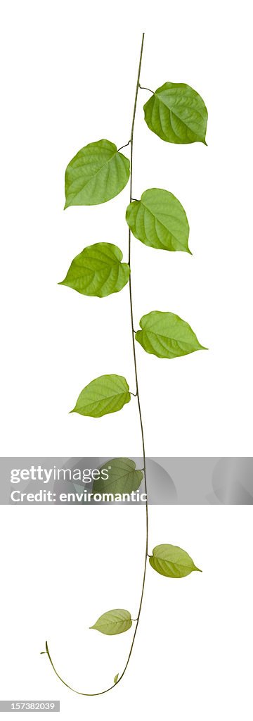 Plante grimpante, isolé sur blanc, un Tracé de détourage compris.