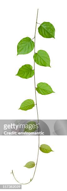 creeper plant, isolated on white, clipping path included. - liana stock pictures, royalty-free photos & images