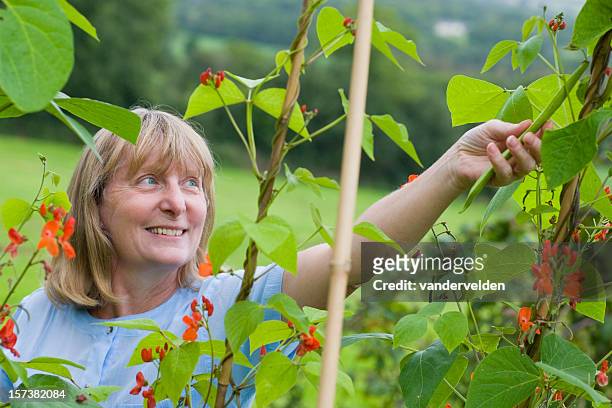 picking runner beans series - runner beans stock pictures, royalty-free photos & images