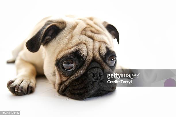 pukster puck - animal head stock pictures, royalty-free photos & images