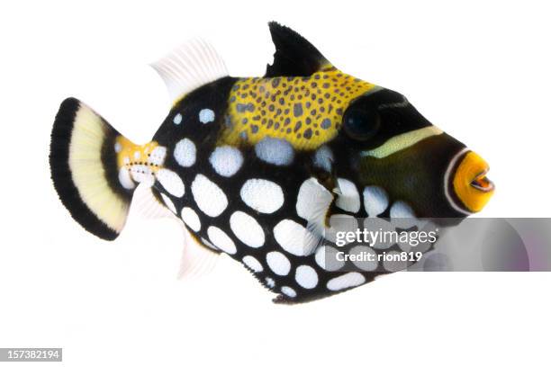 clown trigger - trigger fish stock pictures, royalty-free photos & images