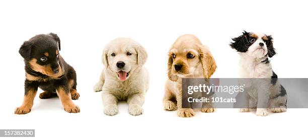vier freunde - puppy stock-fotos und bilder