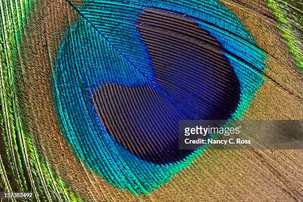 peacock feather, pattern, repetition, close-up, bird, plumage, iridescent, background - royal blue stock pictures, royalty-free photos & images