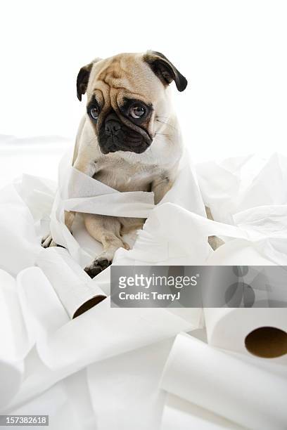 pukster puck - toilet paper stock pictures, royalty-free photos & images