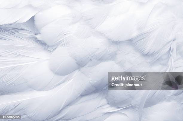 sfondo di piume d'oca - goose foto e immagini stock