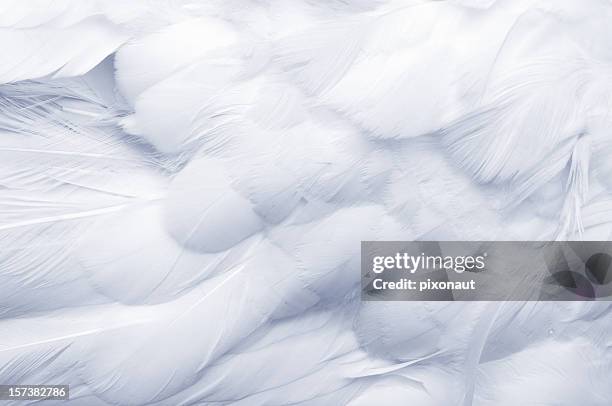 goose feathers background - gås bildbanksfoton och bilder